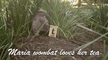 Tea GIF