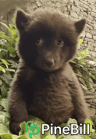 Bear Side Eye GIF by PineBill