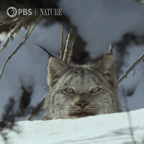 Pbs Nature Cats GIF by Nature on PBS