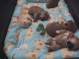 dog sleeping GIF