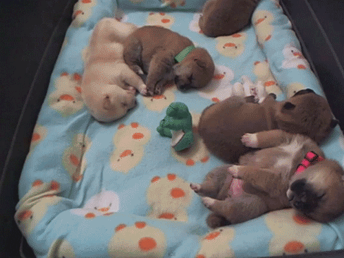 子犬のお昼寝 今日のgif 子犬のお昼寝 今日のgif
