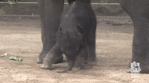 baby elephant