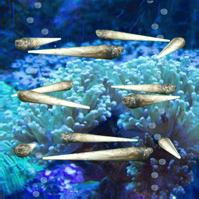 Under Water Ocean GIF