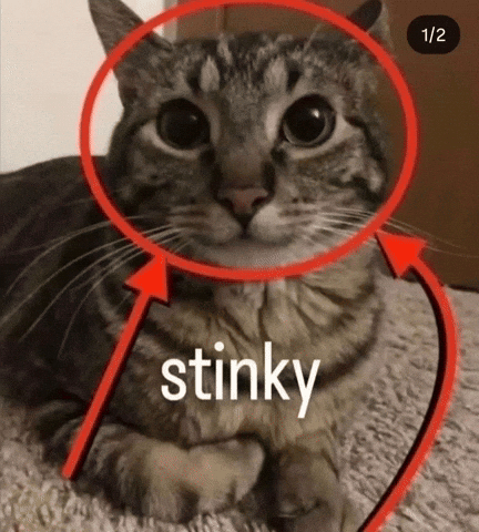 Funny Cat GIF