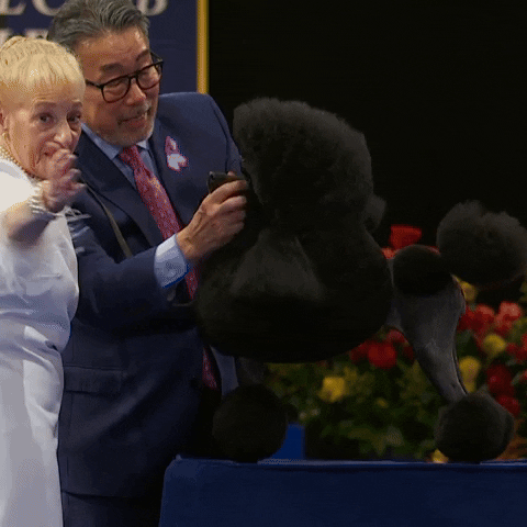Dog Show Poodle GIF by NBC