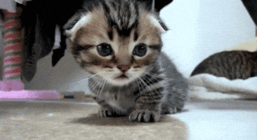 Safe For Work Cat GIF