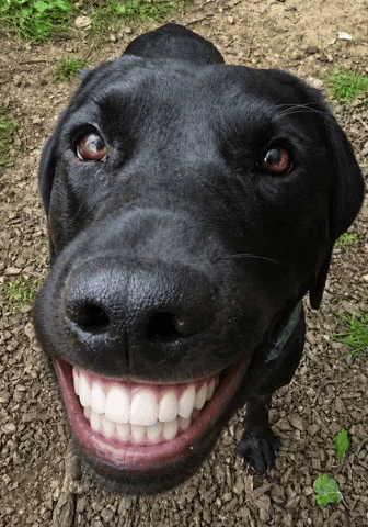 Smiling Dog GIF