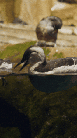 Floating Common Murre GIF by Monterey Bay Aquarium
