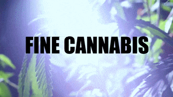 Cannabis GIF