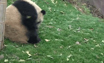 A panda is rolling down like a snowball.