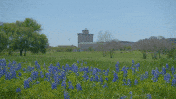 Tamu Wildflower GIF by Texas A&M University