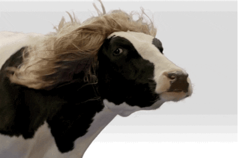 Image result for fire cow gif