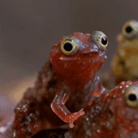 Scream Sing GIF