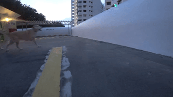 FlapperChoo  GIF