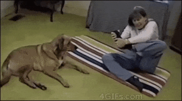 Dog GIF