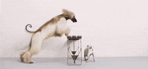 AnimalHouseMilano GIF