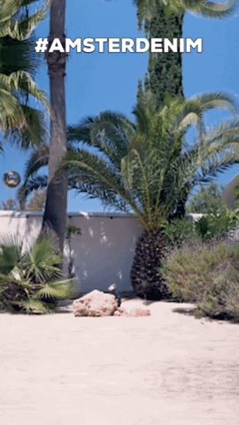 Happy Palm Trees GIF by Amsterdenim