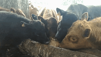 tecnoblock GIF