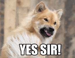 Dogs Yes GIF by Gscheade Leibal