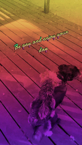 Dog GIF