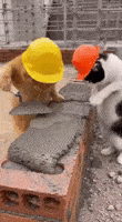 Cats Fight GIF
