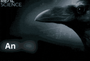 Peak Iq GIF