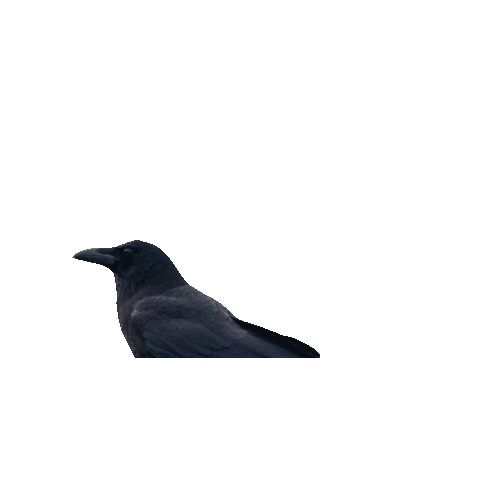 Halloween Crow Sticker by Chellekie Creations