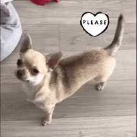 Chihuahua Please GIF