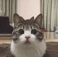 Atados - Juntando Gente Boa GIF
