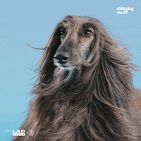 Long Hair Dog GIF by Relaxing Stuff