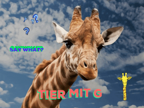 Lustige Tiere GIFs Get the best GIF on GIPHY