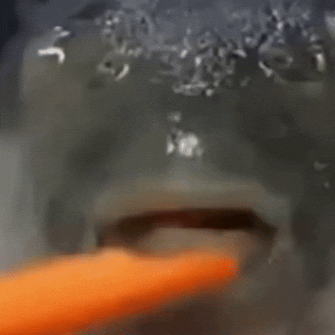 Pufferfish Ough GIF