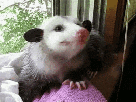 opossum GIF