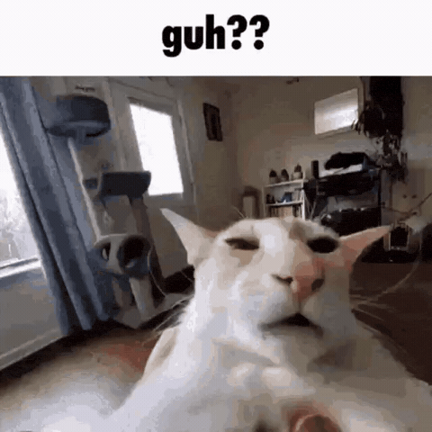 Cat Guh GIF