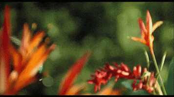 flight colibri GIF