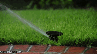 Dogs Sprinklers GIF - Find & Share on GIPHY
