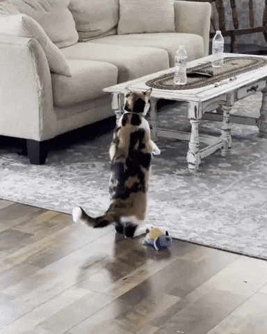 Cat GIF