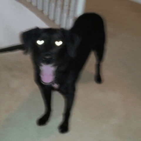 Пес GIF