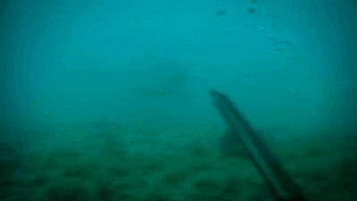 shark