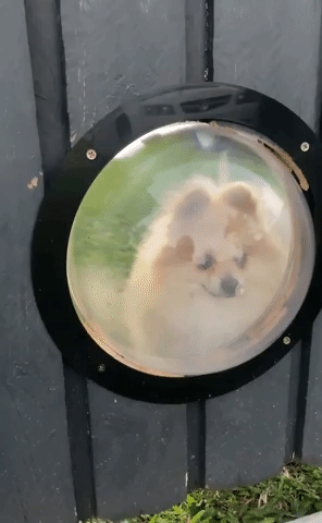 greenfoodpet GIF - Find & Share on GIPHY