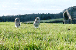 Owl Hoot GIF