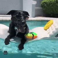 dog party gif