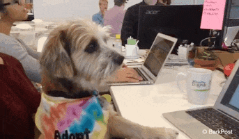Dog GIF by The BarkPost