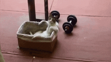 cat relax GIF