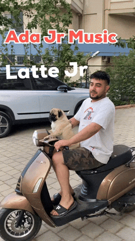 Pug GIF by adajrmusic