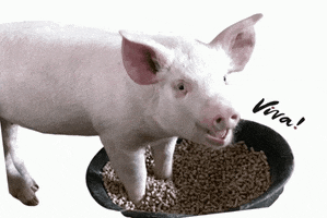 Farm Animals Pig GIF by Viva!'s Vegan Recipe Club