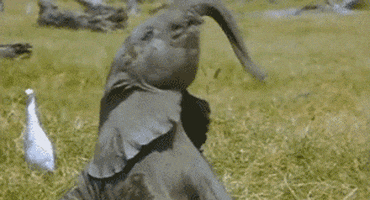 Baby elephant swinging its trunk GIF