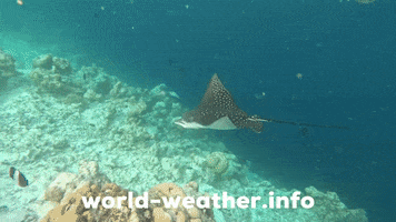 Indian Ocean Swimming GIF by world-weather.ru