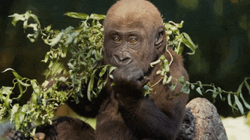 Baby Animals Gorilla GIF by The Toledo Zoo