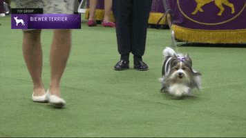Biewer Terrier Dogs GIF by Westminster Kennel Club